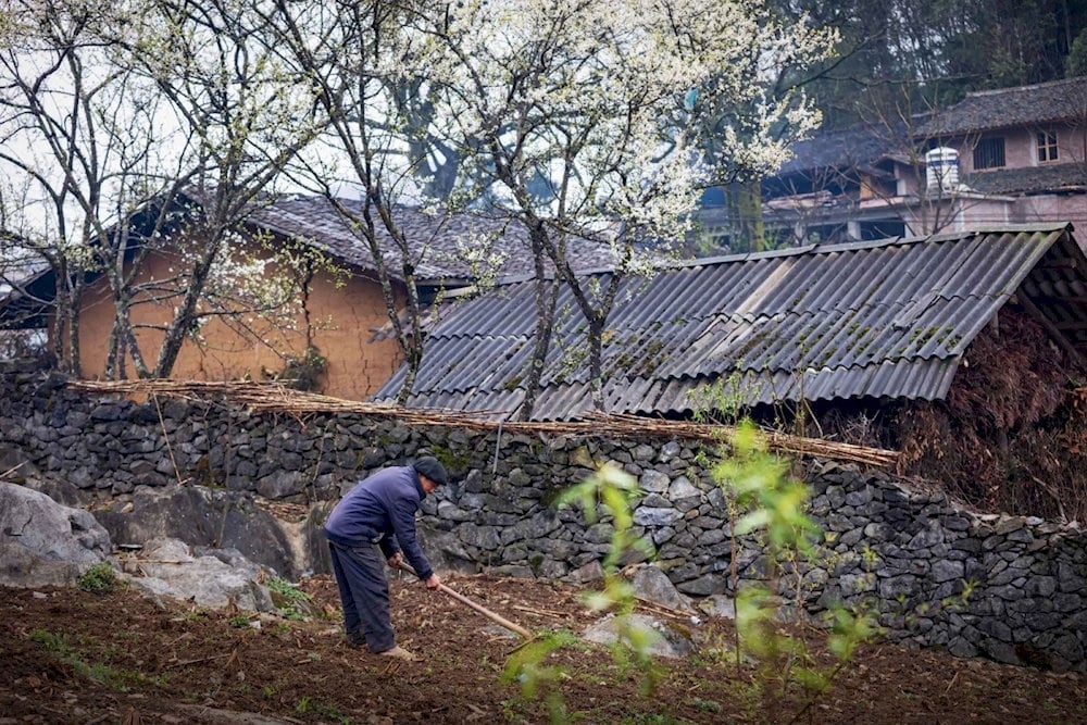 Stone fences, terraced fields on cliffs, and traditional stone houses reflect the harmony between people and nature 